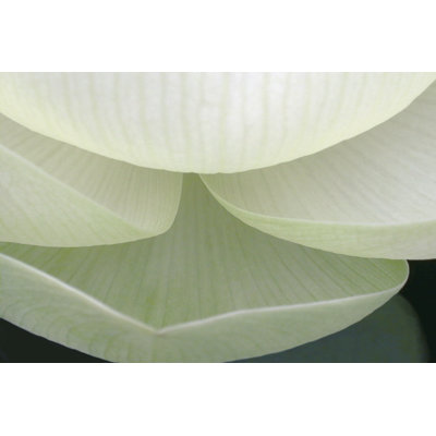 Lotus Detail V by Jim Christensen - Wrapped Canvas Art Prints