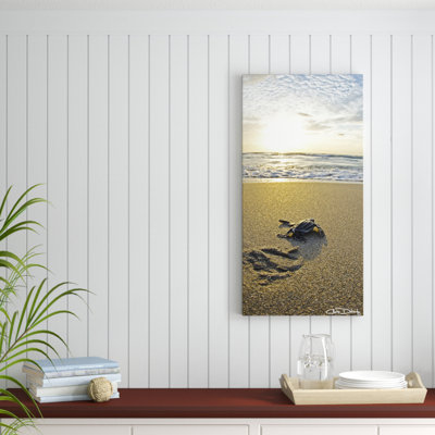 " Baby Sea Turtle " by Christopher Doherty
