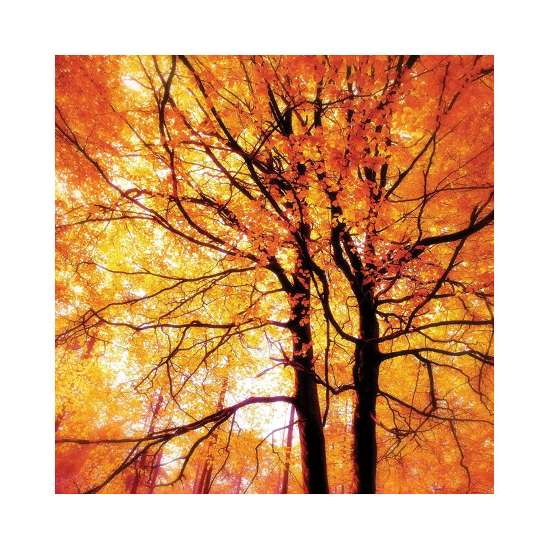 Autumn Glory - Wrapped Canvas Print, 30.48 cm H x 30.48 cm W