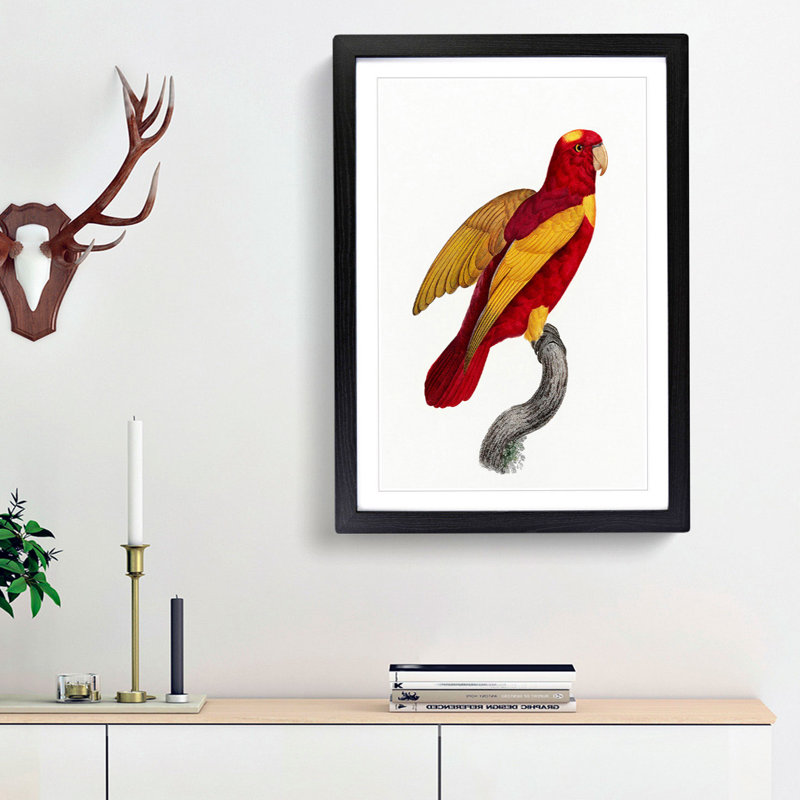 Red-and-Gold Lory by F. Levaillant - Picture Frame Painting Print, 36cm H x 27cm W x 2cm D, Black Framed