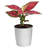 Live Plant Aglaonema Red Siam in Ribbed Décor Pot-122807843
