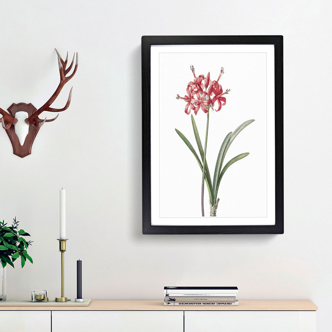 Guernsey Lily by Pierre-Joseph Redoute - Picture Frame Painting Print