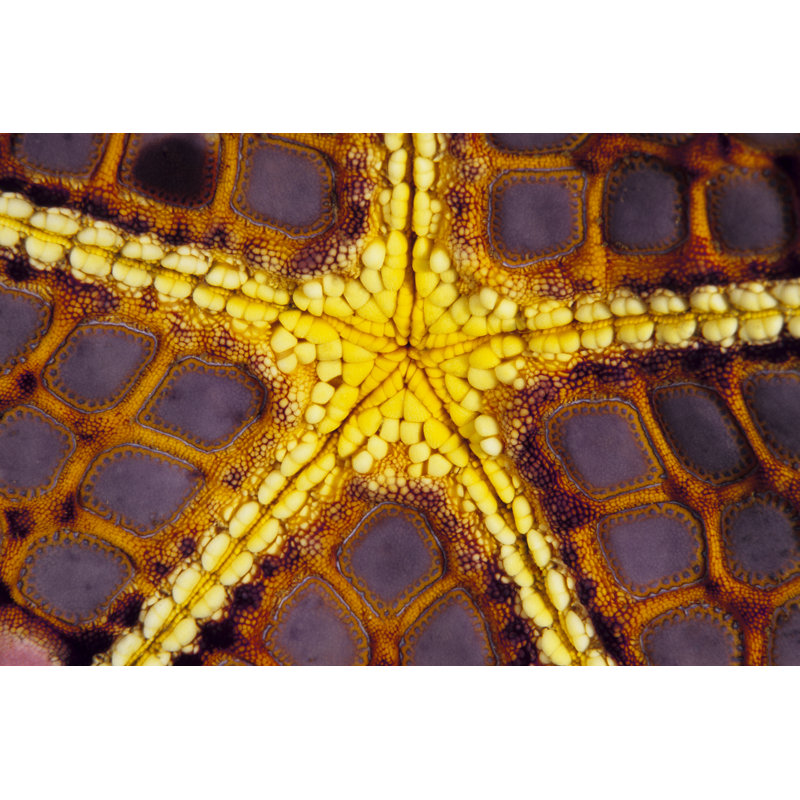 Purple Star Wakatobi, Indonesia by Beverly Factor - Print on Canvas, 30cm H x 46cm W, Wrapped Canvas