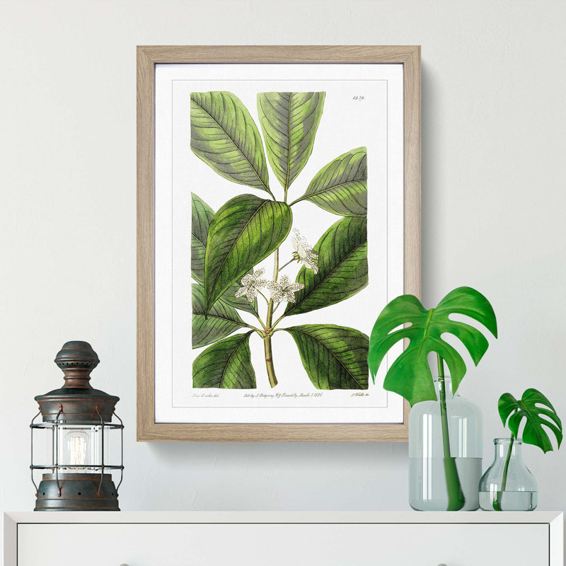 Flowering Tristania Plant - Framed Print, 36cm H x 27cm W x 2cm D, Oak Framed
