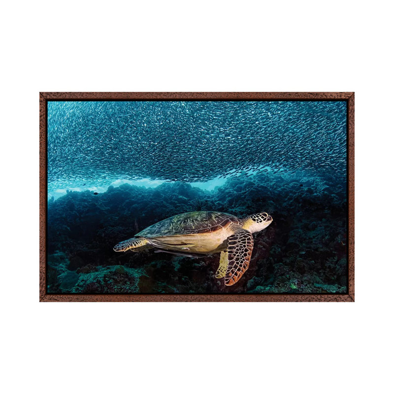 Turtle And Sardines by Henry Jager - Print on Canvas, Classic Brown Wood Framed, 152.5 cm H x 101.5 cm W