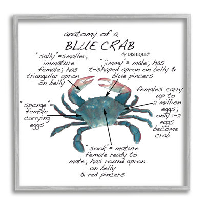 Crab Anatomy Facts