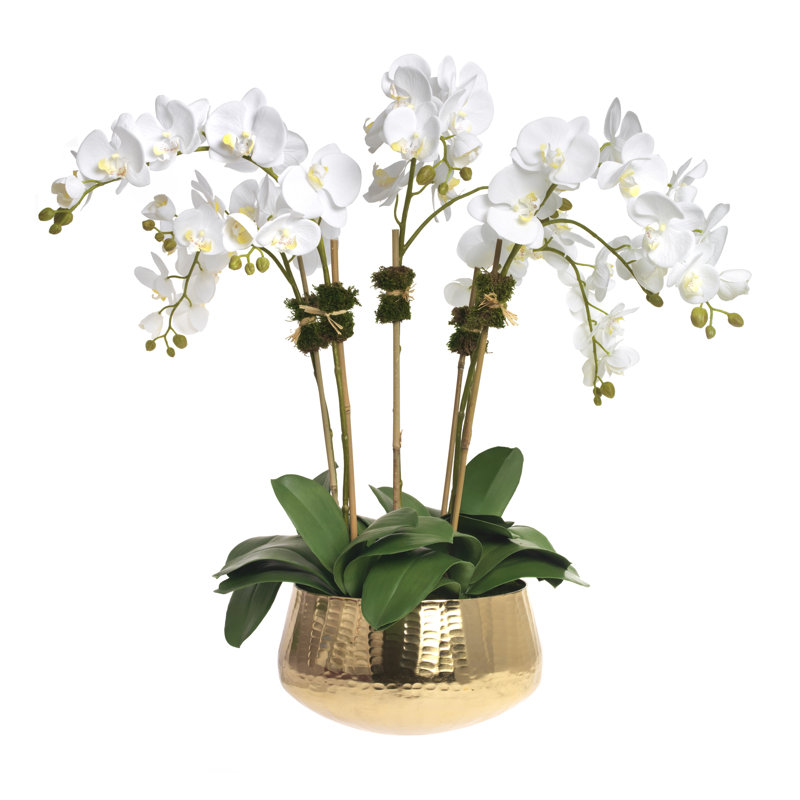 Phalaenopsis Orchids in Gold Metal Bowl