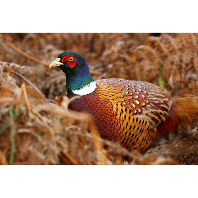 Common Pheasant by Damiankuzdak