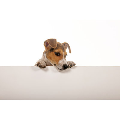 Jack Russel Dog by 101Cats