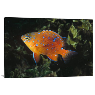" Garibaldi Juvenile, California "