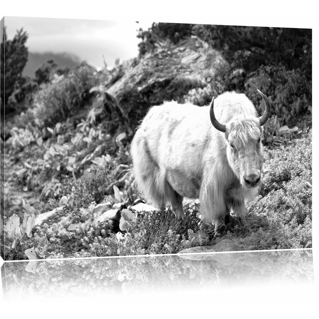 Leinwandbild „Schönes Yak Himalaya“, Fotodruck