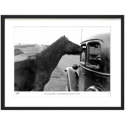 Yelverton, Dartmoor Pony C1955 by Francis Frith - Single Picture Frame Print