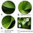 Greenerys Gaze I - Plants Wall Decor Set-289336184-289336179