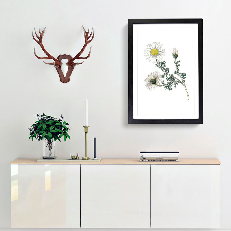 Mount Atlas Daisy Illustration - Picture Frame Painting Print, Black Framed, 65cm H x 48cm W x 2cm D