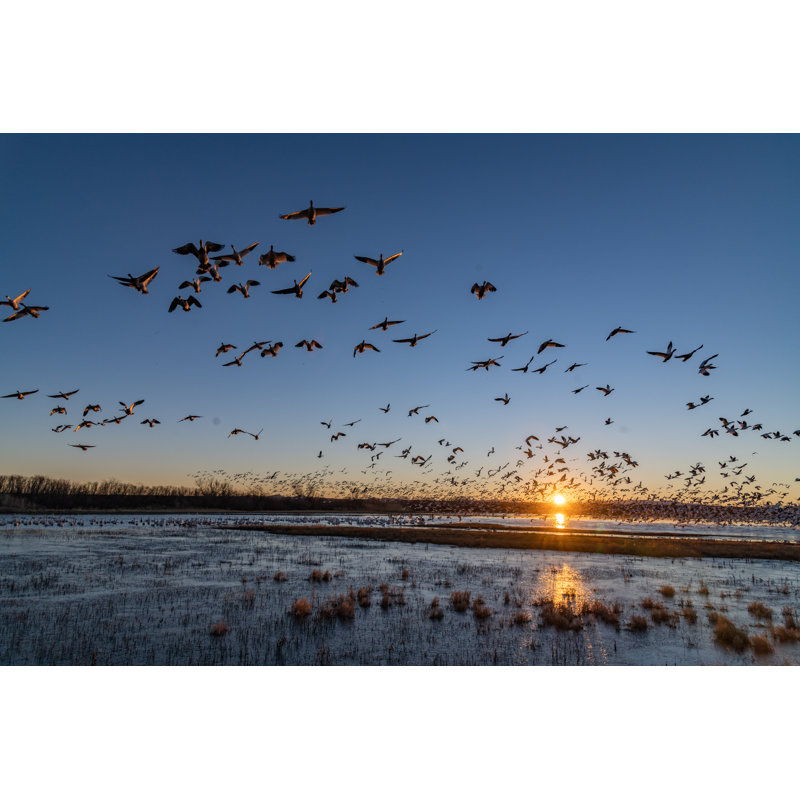 Huge Flocks Of Migrating Snow Geese by John Morrison - Wrapped Canvas Print, 30cm H x 46cm W