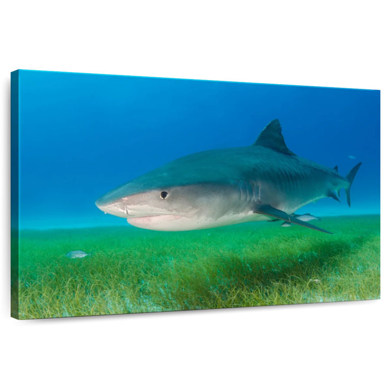 Brampt Tiger Shark On Sea Grass, 16" H x 24" W