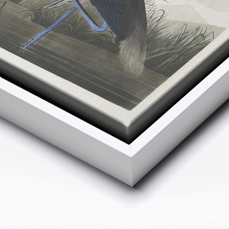 John James Audubon - Héron mauve, Canvas, White Framed, 08"H x 10"W