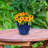 Atenea Francine Round Imperial Ceramic Outdoor Planter-860479538-860479550