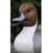Life Size Pintail Duck Wood Bird Sculpture