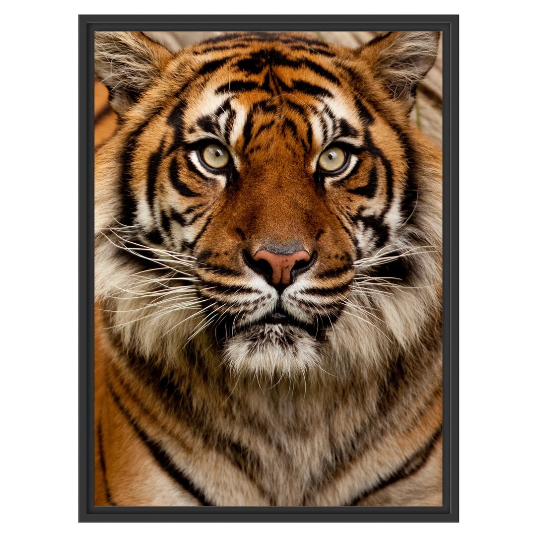 Gerahmtes Wandbild Aufmerksamer Tiger