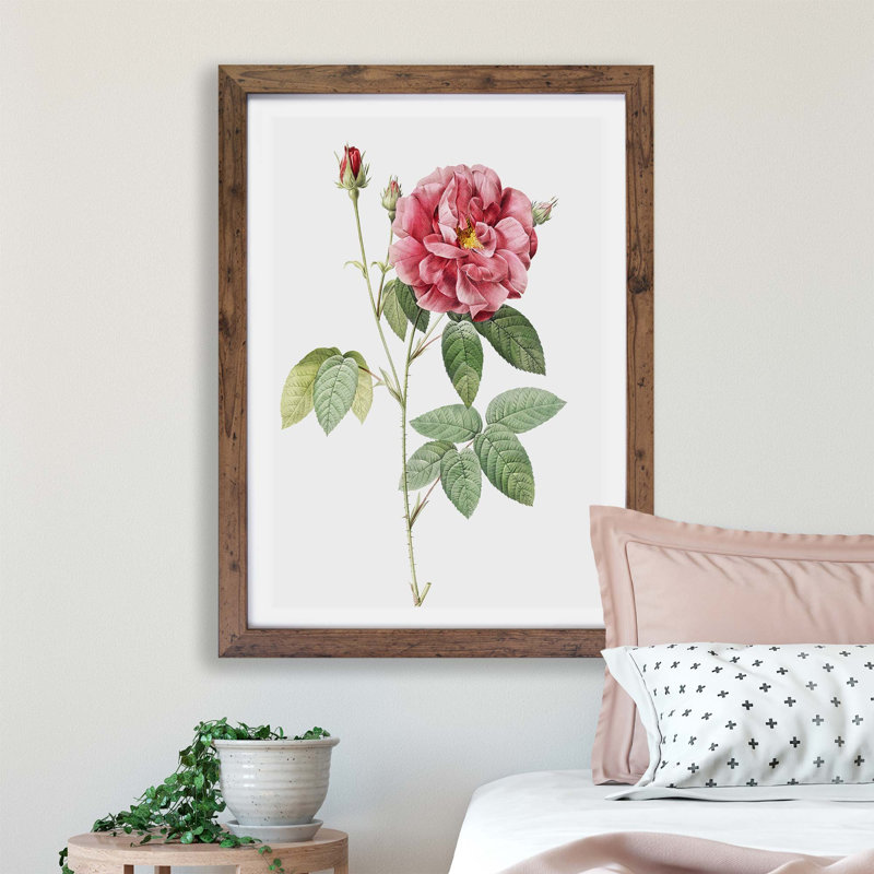 French Rose by Pierre-Joseph Redoute - Single Picture Frame Painting, Walnut, 45cm H x 63cm W x 2cm D