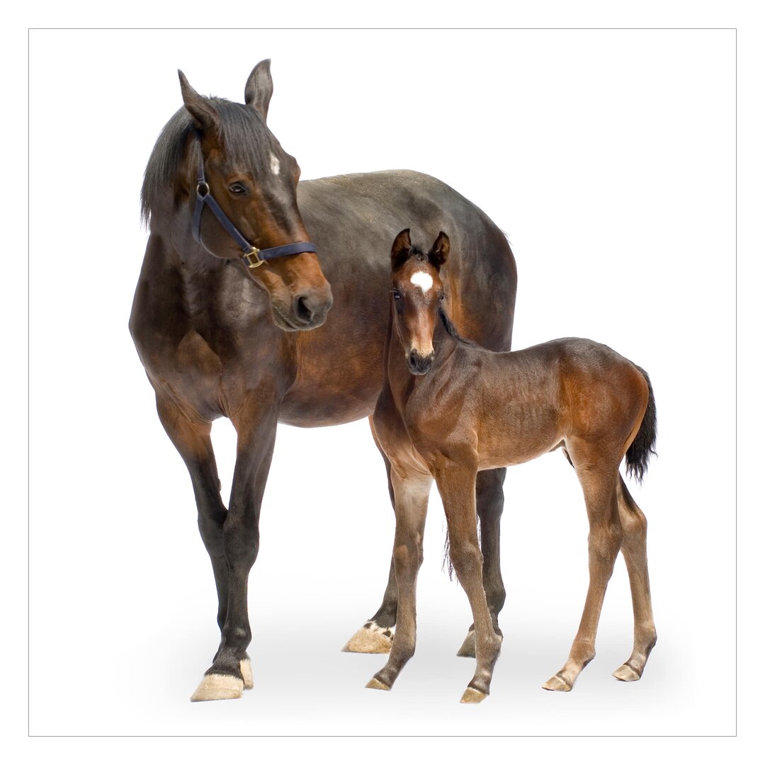 Strukturierte Tapete Trakehner Mare & Foal 2,88 m x 288 cm