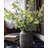 Round Leaf Eucalyptus Stem 44" Tall-1263498760-1263498765