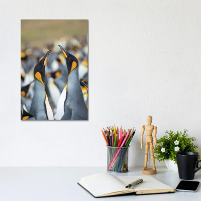 King Penguin, Falkland Islands. by Martin Zwick - Wrapped Canvas Print
