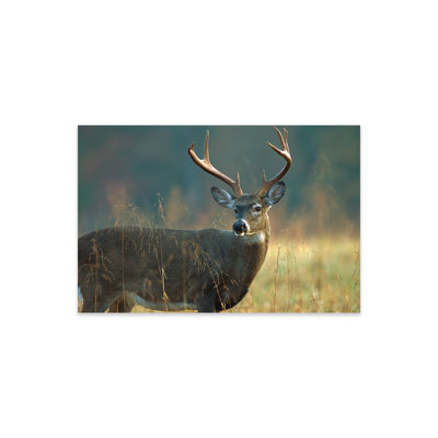 " White-Tailed Deer Portrait, North America " by Tim Fitzharris