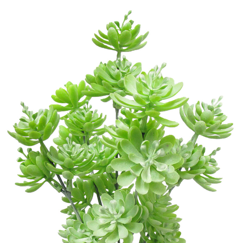 Plante grasse artificielle 12 po Lotus, Vert pâle givré