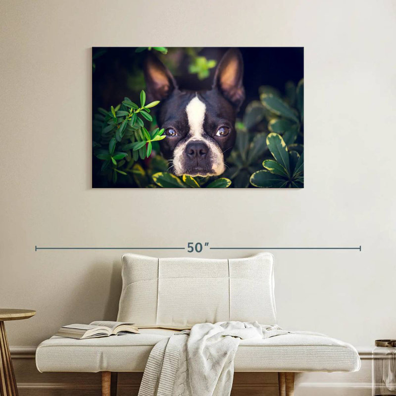 Brampt Boston Terrier Hiding, 26" H x 39" W