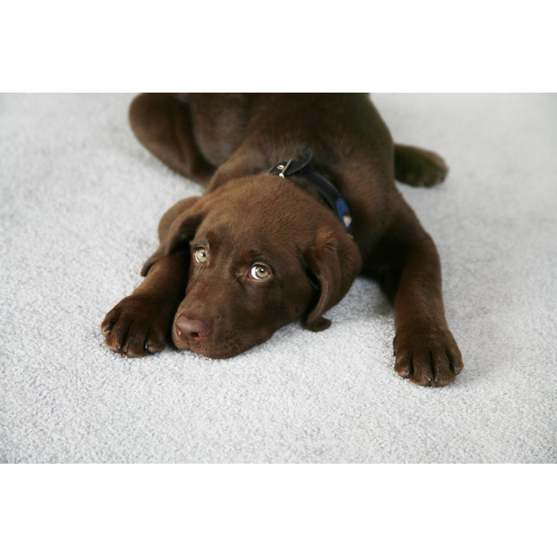 Lazy Dog - Photographie sur toile tendue, H 8 po x l 12 po