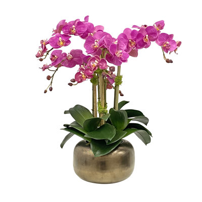 Fuchsia en pot