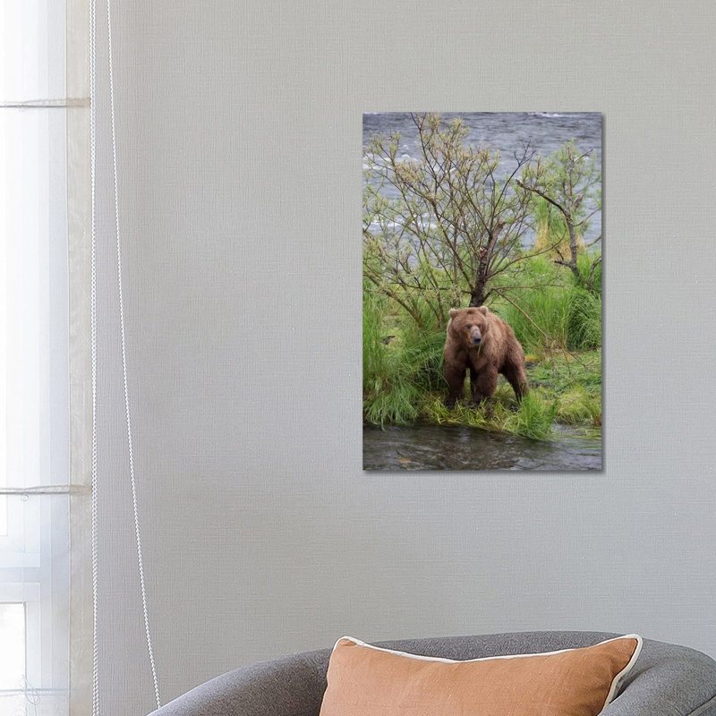 Grizzly Bear Male Scent Marking On Rubbing Tree, Katmai National Park, Alaska by Matthias Breiter - Wrapped Canvas Print