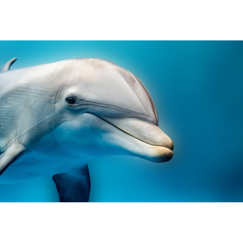 Dolphin Smiling Eye Close Up Portrait Detail by Andrea Izzotti - Wrapped Canvas Print, 30cm H x 46cm W x 3.8cm D