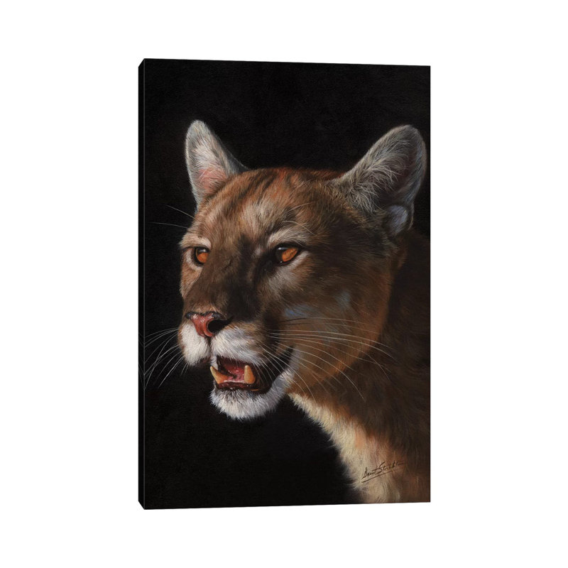 Cougar by David Stribbling - Wrapped Canvas Print, 20.32 cm H x 30.48 cm W