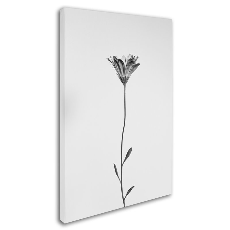 « marguerite », reproduction de photo sur toile tendue, H 19 po x l 12 po