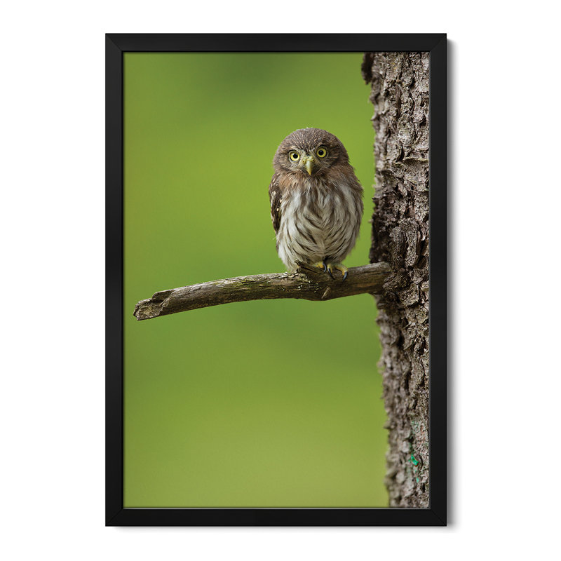 Affiche Eurasian Pygmy Owl par Milan Zygmunt, H 24 po x l 16 po