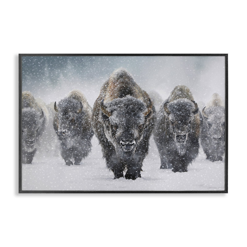 Indomptable bison enneigé noir, estampe numérique par Mark Kelso, Giclée encadrée noir minuit, H 16 po x l 24 po