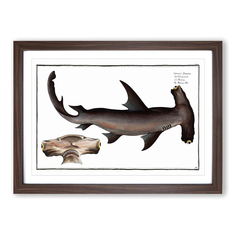 Hammerhead Shark by M.E. Bloch - Picture Frame Painting Print on MDF, Walnut Framed, 36cm H x 48cm W x 2cm D