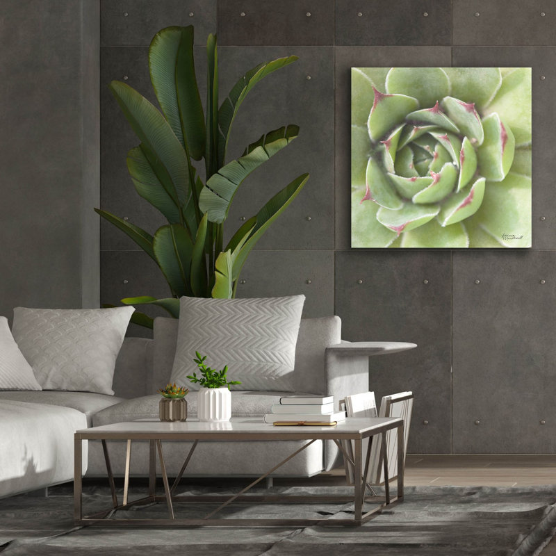 "Epic Graffiti" Garden Succulents 2 Color "par Laura Marshall, art mural sur toile, H 37 po x l 37 po