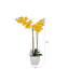 Orchidées florales en pot-439004577-463248448
