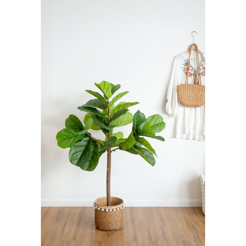 Arbre à feuilles de figuier Fiddle - 25 po x 25 po x H 52 po - vert