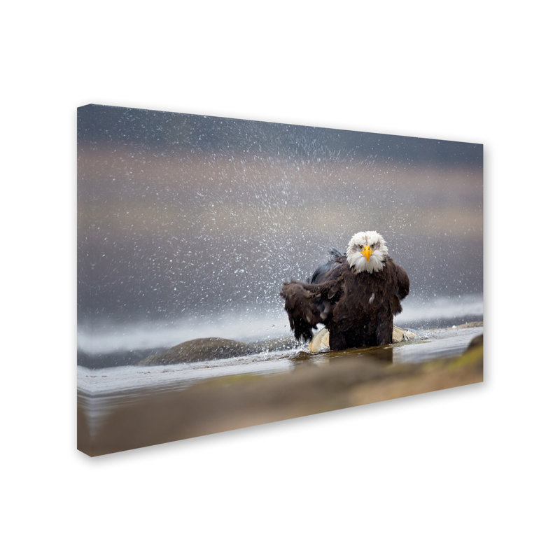 « chauve eagle », reproduction de photo sur toile tendue, H 22 po x l 32 po