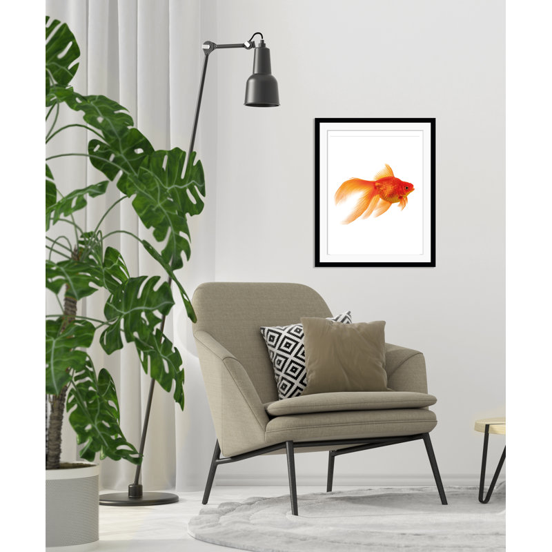 Goldfish - Single Picture Frame Print, 50 cm H x 60 cm W