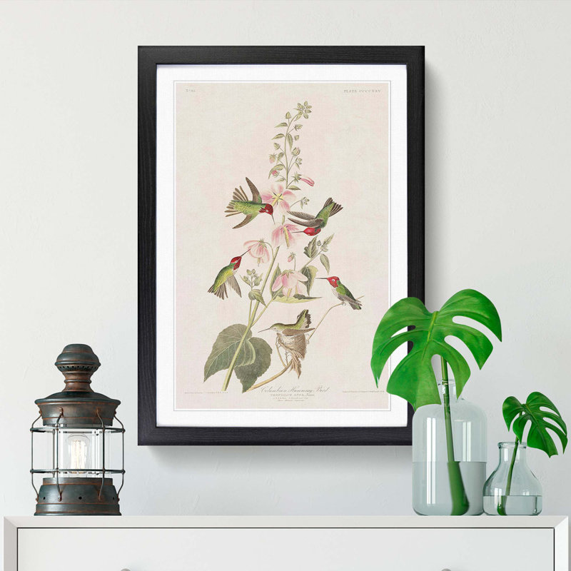 Columbian Hummingbirds by John Audubon - Picture Frame Painting, Black Framed, 36cm H x 27cm W x 2cm D