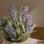 13cm Plant