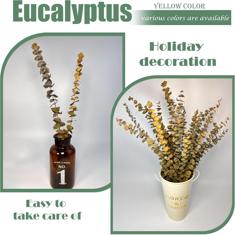 Jaune véritable eucalyptus pour vases