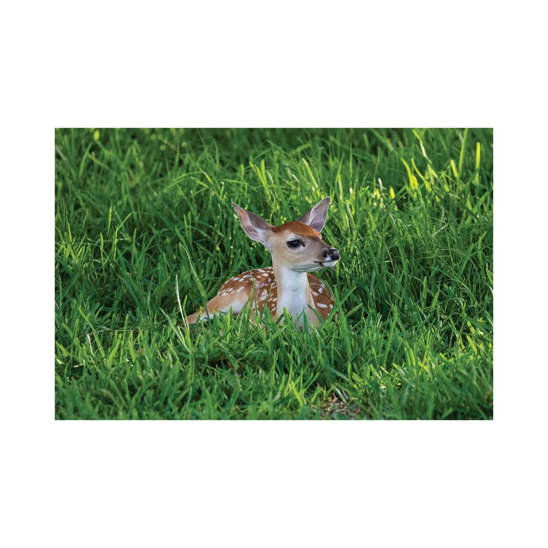 White-Tailed Deer (OdocoileUS Virginianus) Fawns Resting In Cover by Larry Ditto - Wrapped Canvas Gallery-Wrapped Canvas Giclée
