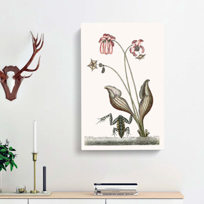 Water Frog by Mark Catesby - Wrapped Canvas Painting Print